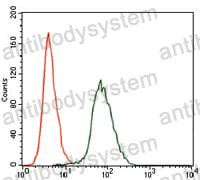 Anti-CSNK2A2 Antibody (R3F43)
