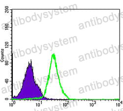 Anti-NFKB1 Antibody (R3F45)