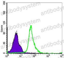 Anti-NFKB1 Antibody (R3F44)