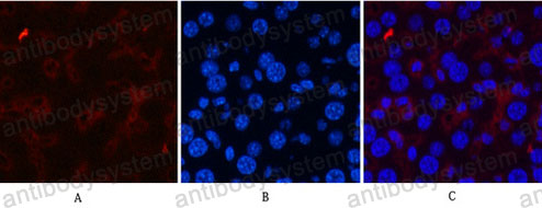 Anti-CD21/CR2 Antibody (R3F48)