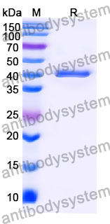 Anti-Human IgG Kappa Chain Antibody (SAA0278)