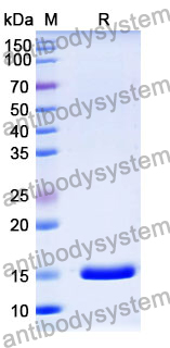 Anti-Human IgG Kappa Chain Nanobody (SAA1354)