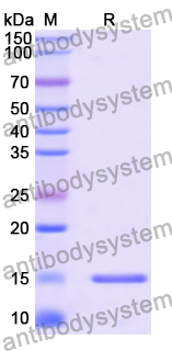 Anti-Human CD33 Nanobody (SAA2052)