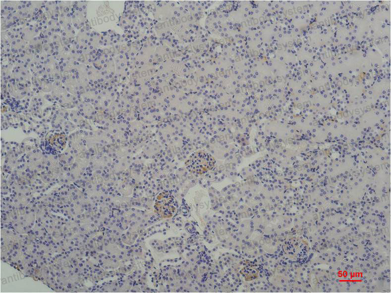 Anti-TBP Antibody (R3F55)