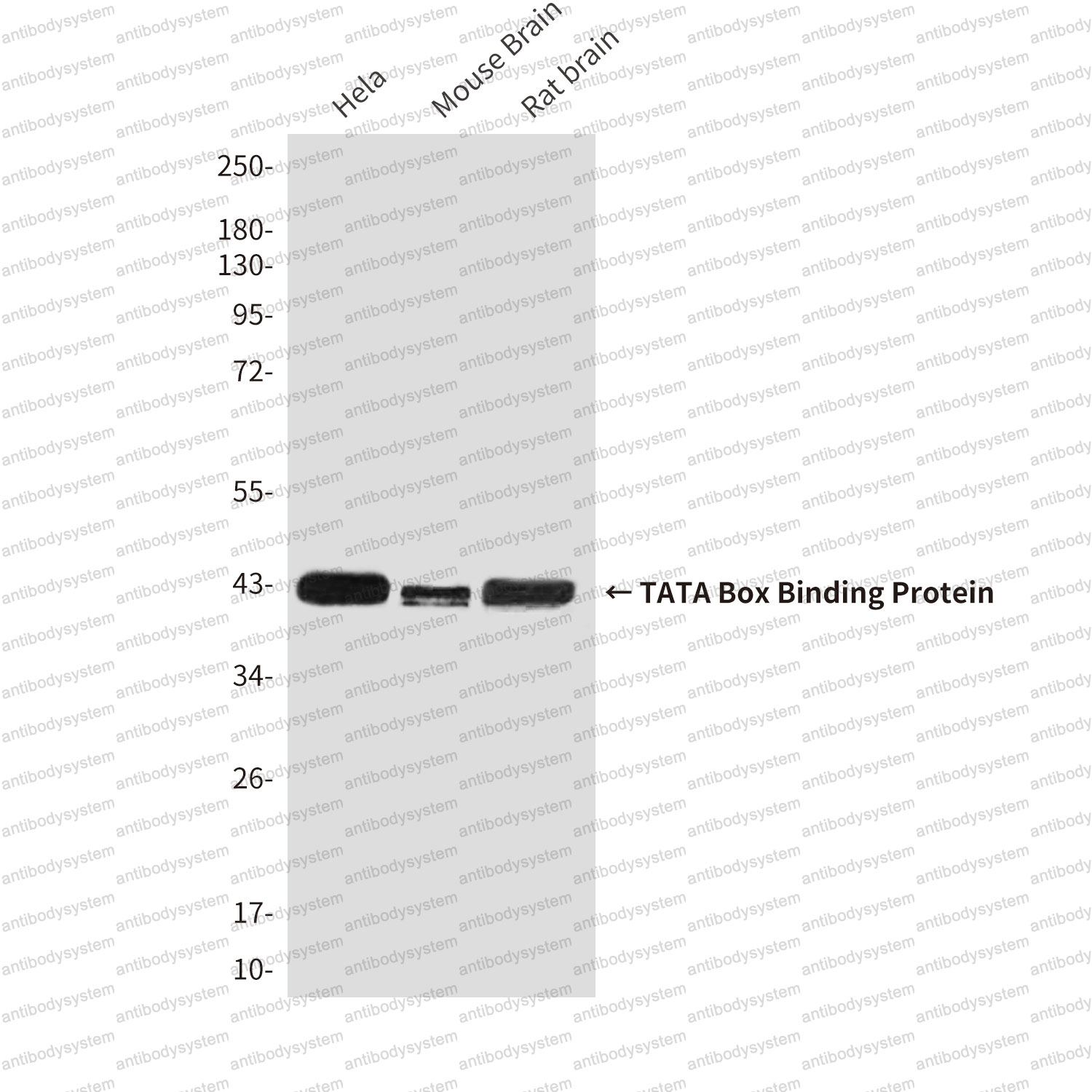 Anti-TBP Antibody (R3F56)