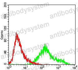 Anti-CCNA2 Antibody (R3F57)