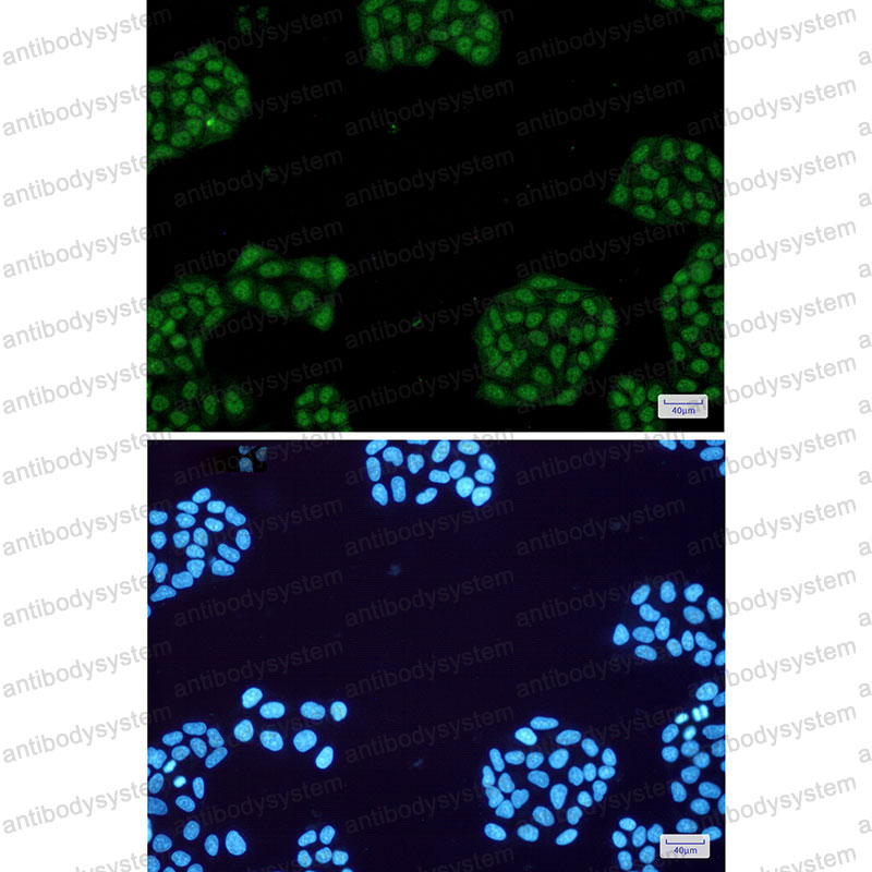 Anti-NR1D1 Antibody (R1R58)