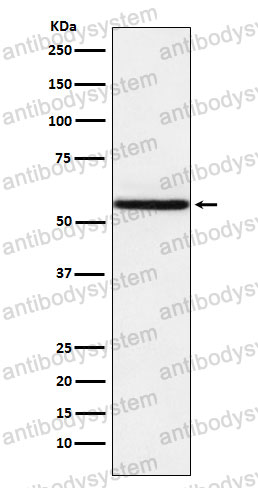 Anti-NR1D1 Antibody (R1R57)