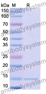 Anti-Human CD11a/ITGAL Nanobody (SAA1305)