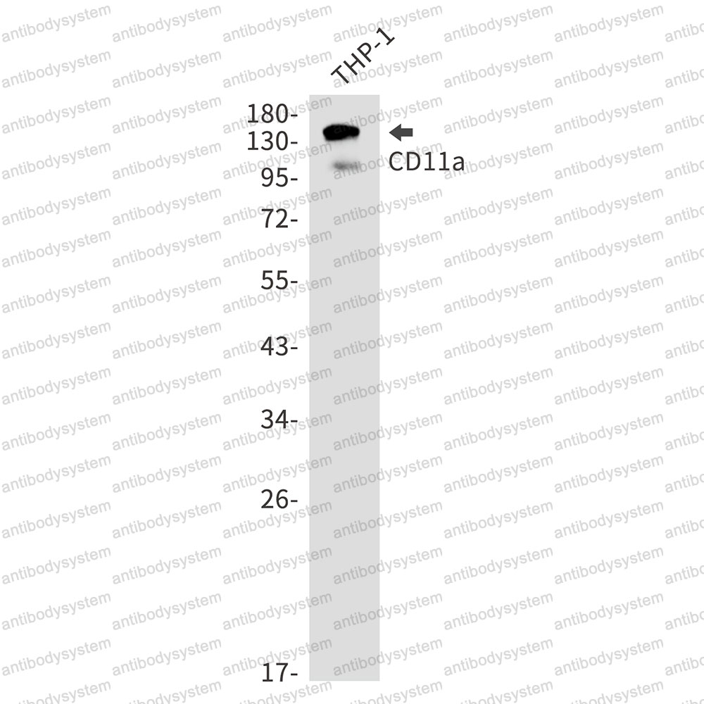 Anti-CD11a/ITGAL Antibody (R1R61)