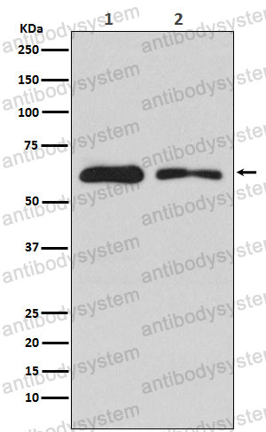 Anti-DDC Antibody (R1R63)