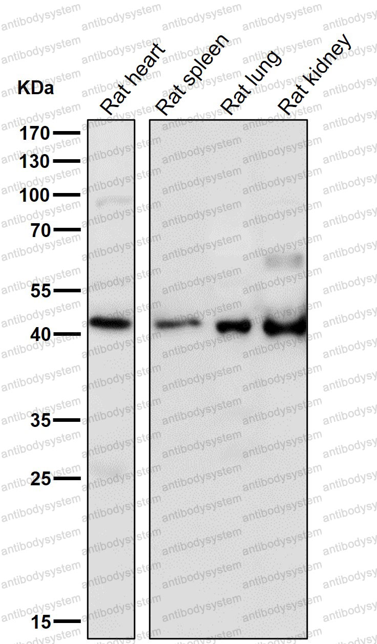 Anti-HOXA5 Antibody (R1R64)