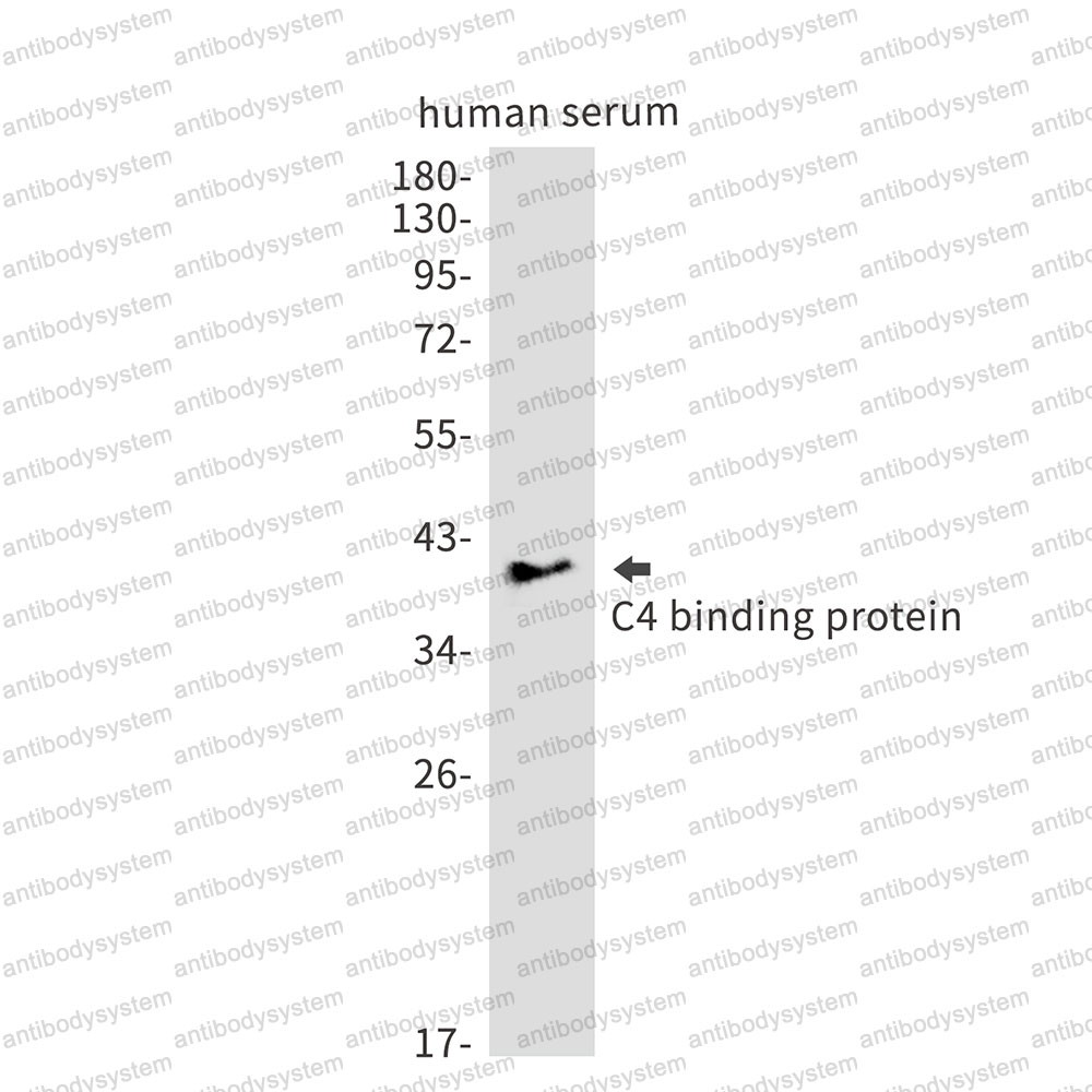 Anti-C4BPB Antibody (R1R67)