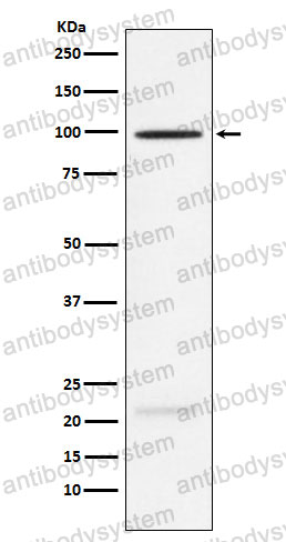 Anti-MAG/Siglec-4a Antibody (R1R68)