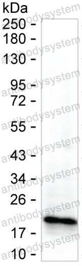 Anti-PTN Antibody (R3F82)