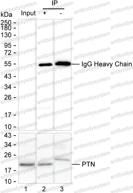 Anti-PTN Antibody (R3F83)