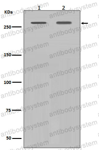 Anti-FLNA/Filamin A Antibody (R1A66)