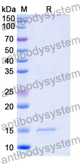 Anti-Human CNR1/CB1 Nanobody (SAA1274)