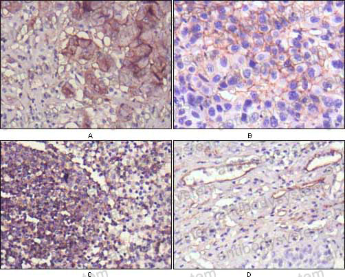 Anti-CD73/NT5E Antibody (R3F88)