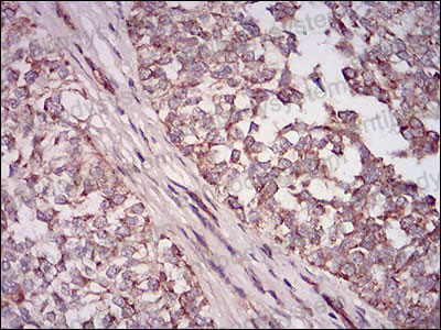 Anti-CD73/NT5E Antibody (R3F89)