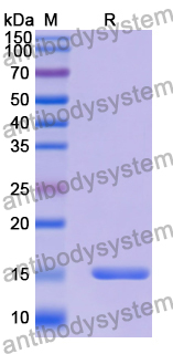 Anti-Human CD332/FGFR2(IIIb) Nanobody (SAA2047)