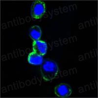 Anti-ERBB3/HER3 Antibody (R3F97)
