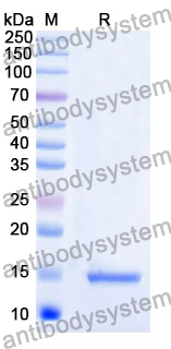 Anti-Human CD9 Nanobody (SAA0905)