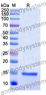 Anti-Human CD9 Nanobody (SAA0917)