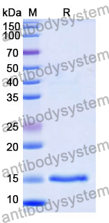 Anti-Human KCNA3 Nanobody (SAA0971)