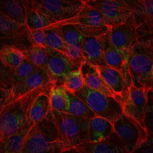 Anti-CD15/FUT4 Antibody (R3G04)