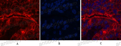 Anti-CD15/FUT4 Antibody (R3G07)