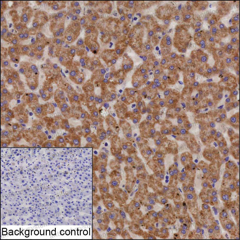 Anti-SCP2 Antibody (R3G09)