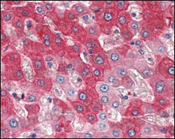 Anti-CD334/FGFR4 Antibody (R3G11)