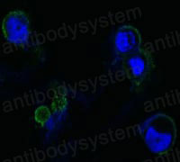 Anti-CD334/FGFR4 Antibody (R3G12)