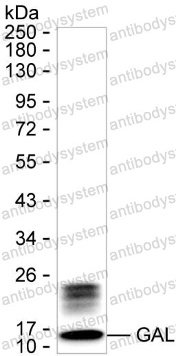 Anti-GAL Antibody (R3G15)