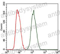 Anti-PRKACG Antibody (R3G17)