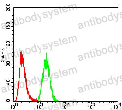 Anti-Calretinin/CALB2 Antibody (R3G18)