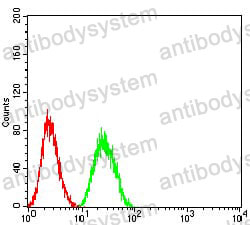 Anti-Calretinin/CALB2 Antibody (R3G19)