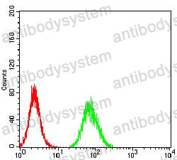 Anti-Calretinin/CALB2 Antibody (R3G20)