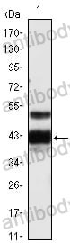 Anti-PROZ Antibody (R3G23)
