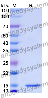 Anti-Human CD206/MRC1 Nanobody (3.49#)