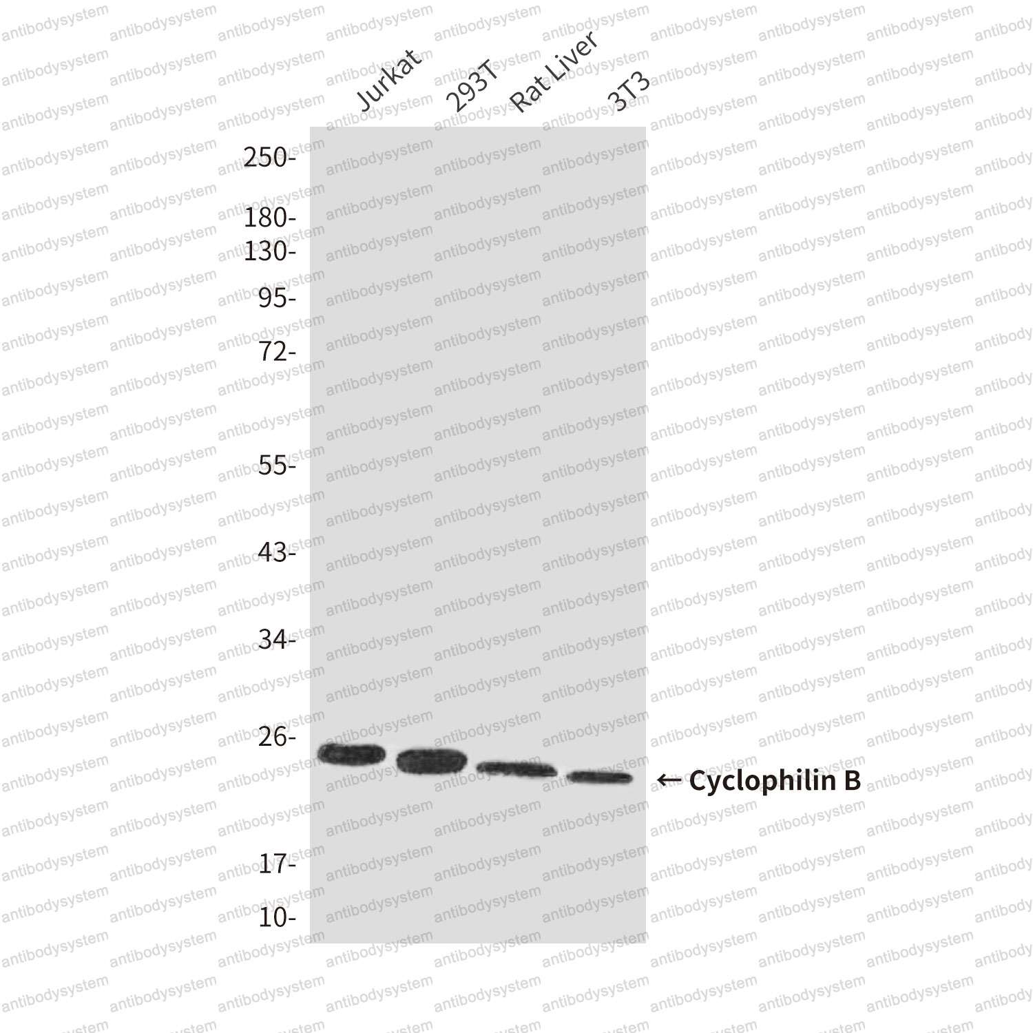 Anti-PPIB Antibody (R3G29)