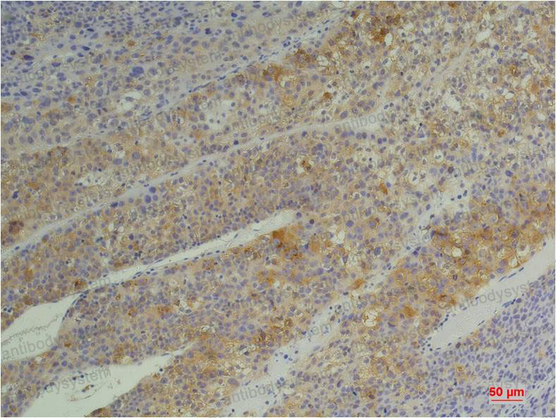 Anti-PPIB Antibody (R3G30)