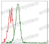 Anti-S6K1/RPS6KB1 Antibody (R3G32)