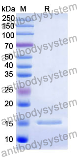 Anti-Human CD252/TNFSF4/OX40L Nanobody (SAA1277)