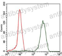 Anti-EIF4B Antibody (R3G40)
