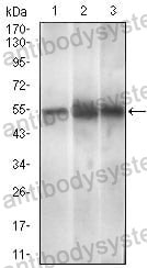 Anti-PAX3 Antibody (R3G41)