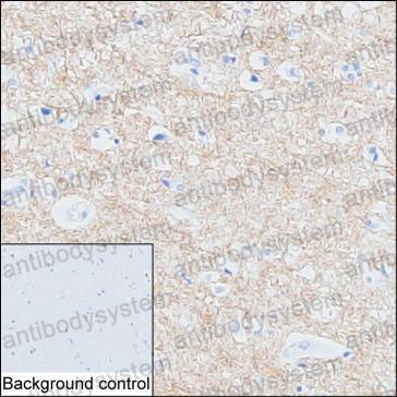Anti-VAMP1 Antibody (R3G43)