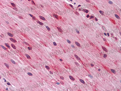 Anti-GATA3 Antibody (R3G44)