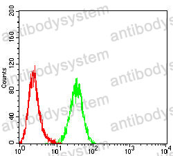 Anti-RRM1 Antibody (R3G50)